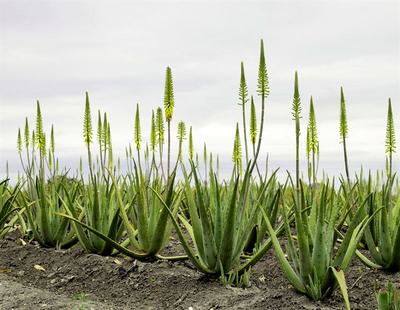 알로에/사진=유니베라