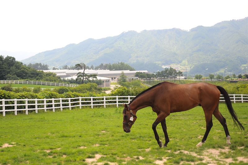 한국마사회 제공