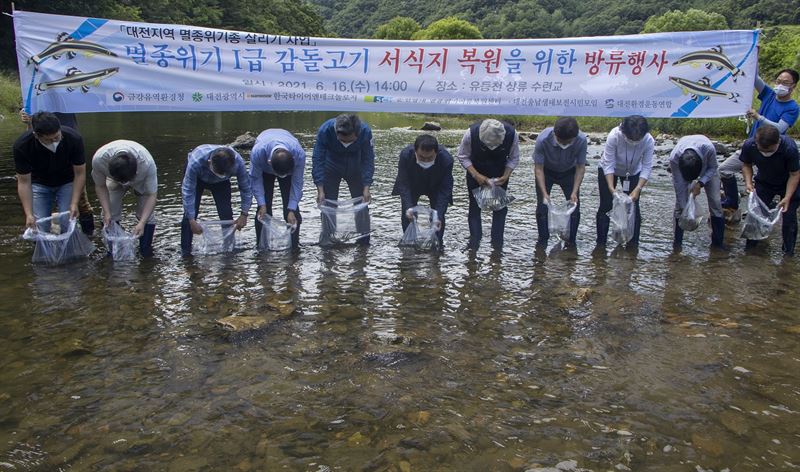 한국타이어 대전 유등천 멸종위기종 감돌고기 방류 행사. 한국타이어 제공