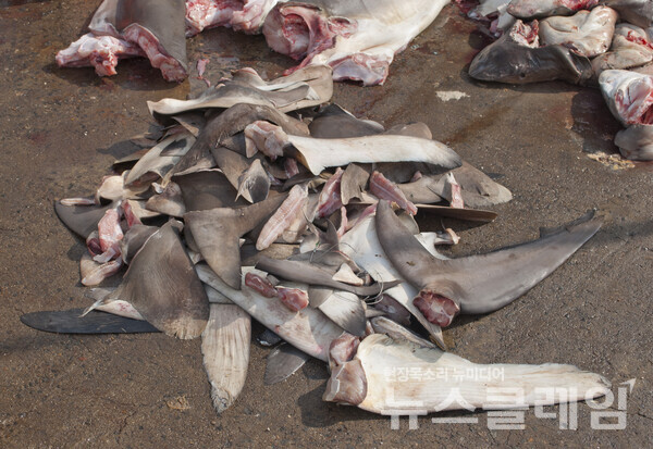 잘린 샥스핀. 사진=환경운동연합