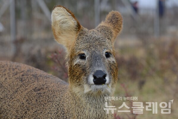 고라니. 사진=공공누리