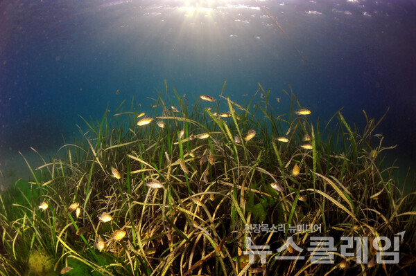 잘피숲. 사진=효성