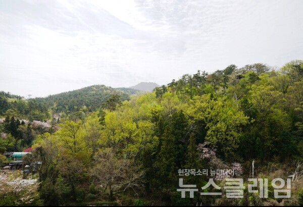 4월초의 미륵산은 부드러운 빗줄기가 숲을 어루만져 초록이 급하게 짙어지는 때다. 사진=오근식 객원위원