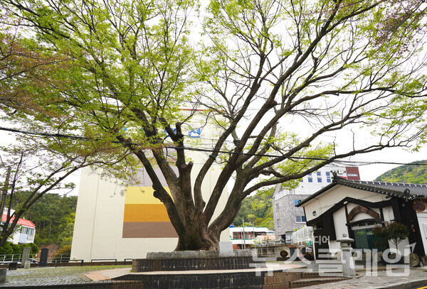 봉수골의 보호수인 느티나무는 1861년 3월 25일 세 사람이 이 나무를 심었다고 알려주는 비석까지 서 있다. 사진=오근식 객원위원
