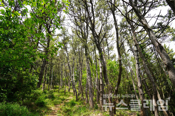 생태숲을 벗어나 산으로 향하면 꽤 매력적인 소나무와 그 너머의 울창한 숲이 반긴다. 사진=오근식 객원위원