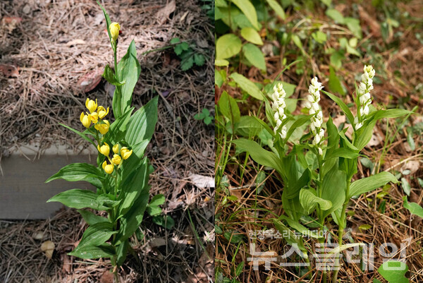 금난초와 은난초는 꽃의 색만 다른 쌍둥이 야생난이다. 사진=오근식 객원위원