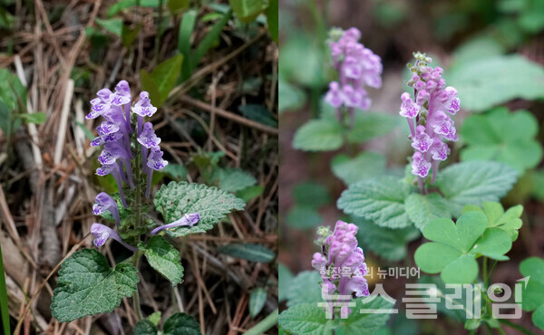 통영생태숲에서 북포루까지의 숲속에서 금난초, 은난초와 함께 오솔길을 빛내주고 있던 골무꽃이다. 사진=오근식 객원위원