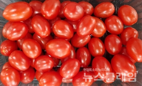대추형 방울토마토(기사 내용과 무관). 사진=농촌진흥청
