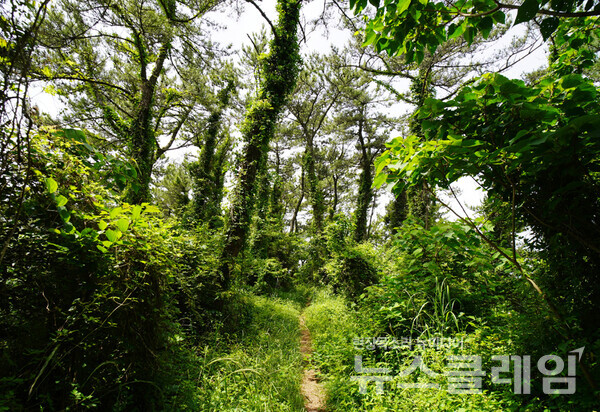  일출봉을 지나 길 옆의 나무와 풀이 짙어지더니 어느 순간 밀림 속을 걷고 있었다. 제주의 숲 곶자왈을 연상할 정도로 울창한 숲에는 꽃보다 더 예쁜 참식나무 새 순이 피어오르고, 생각만 해도 입에 침이 도는 달큰한 산딸기가 발길을 붙들었다. 오근식 객원위원