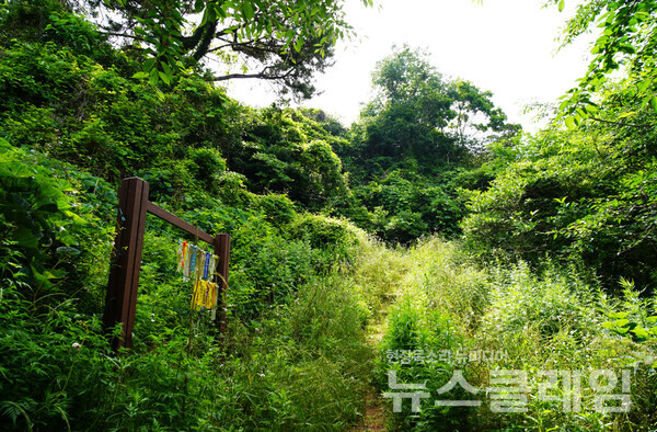 일출봉으로 올라가는 등산로 입구의 길은 수풀이 무성했고 등산회에서 매어 놀고 간 리본이 빼곡했다. 해발 190미터의 일출봉 정상까지는 0.6km 정도의 거리이고 길도 명확해서 어렵지 않게 올랐다. 오근식 객원위원