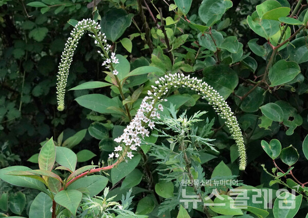 천왕봉에서 욕지도 서쪽 마을을 보고 약과봉으로 가기 위해 시금치재를 향해 내려오는 길에 본 까치수염꽃이다. 크기로 보아 ‘큰까치수염’일 것이다. 사진=오근식 객원위원