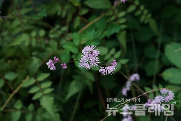 산꿩의다리 꽃인데 그간 보아온 어떤 개체보다도 화려하고 아름다웠다. 사진=오근식 객원위원