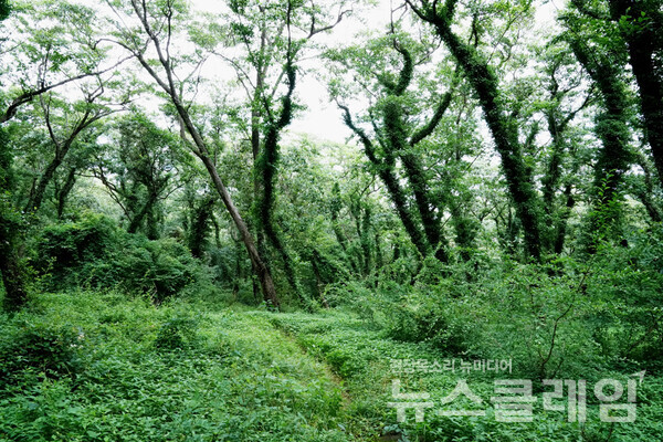 약과봉 능선을 잠시 걷는가 싶더니 내려가는 길에 깊고 깊은 숲에 풍덩 빠졌다. 어디선가 신선이라도 나타날 듯 고요했다. 別有天地非人間 (별유천지비인간)이다. 사진=오근식 객원위원