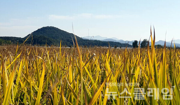 수확시기를 앞둔 벼가 알곡을 품고 익어가고 있다. 사진=김옥해 기자