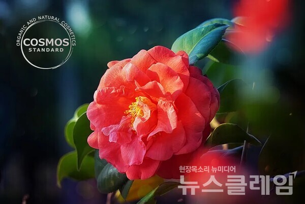 아모레퍼시픽이 개발한 동백 유래 화장품 원료가 유기농·천연 화장품 국제 인증(COSMOS) 표준 성분으로 승인받았다. 아모레퍼시픽 제공