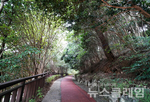 동백섬엔 울창한 동백나무와 소나무가 어울린 숲 사이로 잘 다듬어진 산책로가 일품이다. 사진=오근식 객원위원