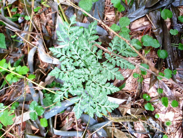 가을이 되면서 더 눈에 잘 띠는 고사리삼을 만났다. 남쪽의 습기가 많은 그늘숲에서 가끔 보이는 식물인데 가을이 조금 더 깊어지면 백제 왕관의 머리장식을 닮은 포자낭이 자라 오른다. 약 구하기 어려웠던 시절 민간요법에 사용되던 약초였다. 사진=오근식 객원위원