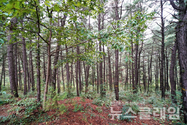 소나무가 빽빽하게 자라면서 솔잎을 떨구는데 다른 식물의 성장을 억제하는 성분 때문에 활엽수와 풀이 높이 자라지는 않는다고 한다. 사진=오근식 객원위원