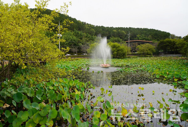 분수가 힘차게 물을 뿜어 올리는데, 연잎은 아랑곳하지 않고 다음해를 준비하기 위해 하나씩 대궁을 꺾고 있었다. 사진=오근식 객원위원