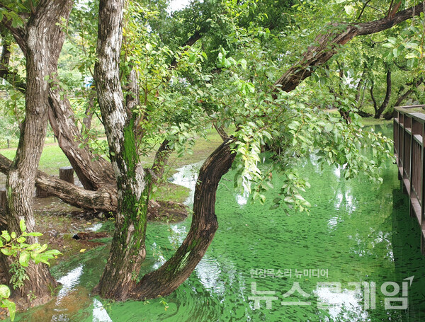 선암저수지 물가의 왕버드나무를 보고는 문득 남원 광한루 물가의 고목이 떠올랐다. 남원 광한루의 왕버드나무는 그 자태에 오랜 세월의 위엄이 서려있다. 사진=오근식 객원위원