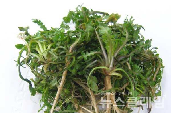 냉이. 사진=식약처
