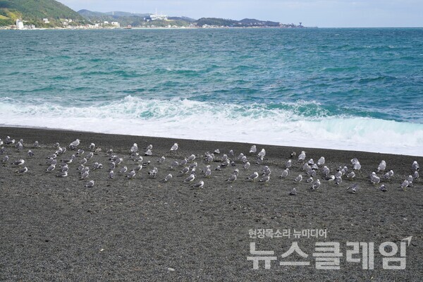 갈매기들이 정자해변에서 거친 바람을 견디며 바다를 바라보고 있을 때 그 바람을 즐기며 해파랑길 10코스 걷기를 시작했다. 사진=오근식 객원위원