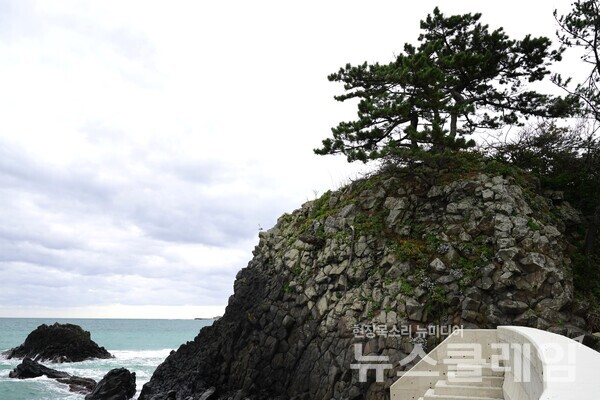 소나무를 키우고 있는 커다란 바위를 살피다가 주상절리의 모양을 발견했다. 2000만년을 버틴 바위여서 해안을 정비하면서도 차마 헐어내지 못한 듯했다. 사진=오근식 객원위원