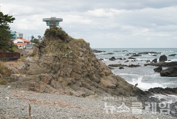 해국을 키우고 있는 주상절리 바위 너머로 주상절리 전망대가 있다. 사진=오근식 객원위원