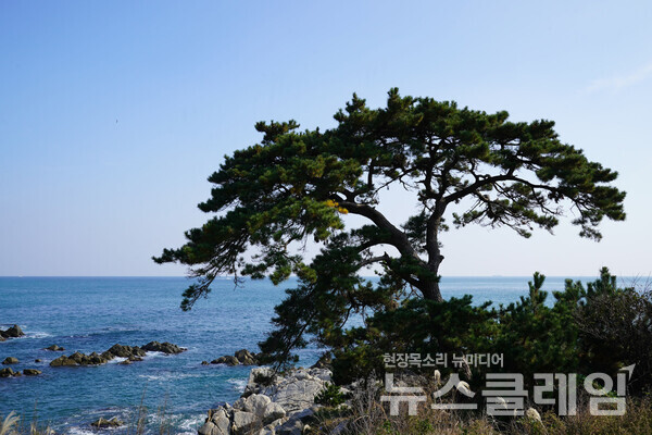 이견대를 지나 걷다가 바닷가에서 독야청청할 듯한 소나무를 만났다. ‘바다에 고기잡이 나간 남편을 기다리다...’ 하는 전설 하나쯤 간직한 나무라 해도 될 듯했다. 사진=오근식 객원위원
