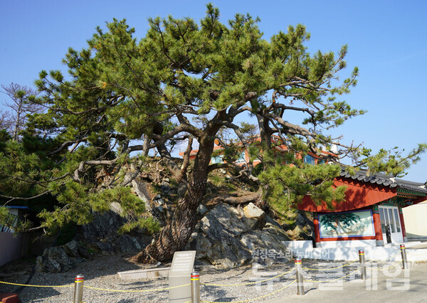 감포읍 대본리 가곡제당의 당산나무인 곰솔은 수령 400여 년으로 추정되는 할배나무와 조금 작은 할매나무다. 여전히 사람들이 이곳 바닷가 마을의 안녕을 비는 곳이다. 인근에 감포관광단지가 들어서고 있으니 어떤 모습으로 변할지는 아무도 모른다. 사진=오근식 객원위원