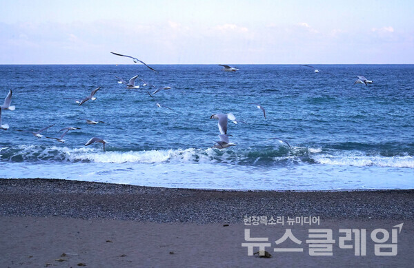 해파랑길11코스의 종점인 감포항까지 부지런히 걷고 차를 주차해 둔 봉길해변까지 택시를 타고 다시 왔다. 오후 4시가 막 넘어가고 있는데 벌써 해가 뉘엿뉘엿 넘어가고 있었다. 바닷가의 갈매기들이 날아올랐다. 문무대왕암은 여전히 무심히 파도를 견디고 있었다. 사진=오근식 객원위원