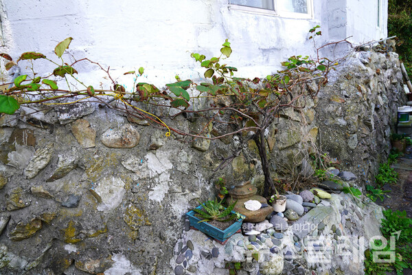 아름다운 자연의 경치만큼이나 눈길을 잡아당기는 풍경이었다. 무심한 듯하지만 세심하게 마음을 쓰며 가꾸고 있는 포도나무 한 그루와 알로에 두 화분을 보며 주인이 궁금해졌다. 사진=오근식 객원위원