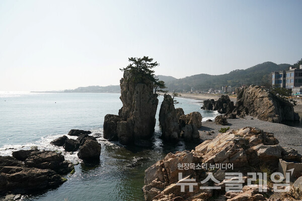 양포항을 돌아나가면 어촌체험마을로 운영되고 있는 신창해안을 만나는데 이 해안 끝에 장기일출암이 있다. 이른 새벽 적당한 위치에서 이 바위가 키우고 있는 소나무 곁으로 떠오르는 해를 본다면 육당 최남선이 이곳에서의 일출을 높이 평가한 이유를 알게 될 듯하다. 사진=오근식 객원위원