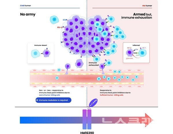 안전성 개선에 초점을 맞췄던 기존 IL-2 제제의 전략과는 달리 HM16390은 강력한 항종양 효능을 우선으로 두고 안전성을 개선한 만큼 면역원성이 낮은 ‘차가운 종양(cold tumor)’에서도 우수한 항종양 효능의 가능성을 보여주고 있다. 사진=한미약품 공식 홈페이지
