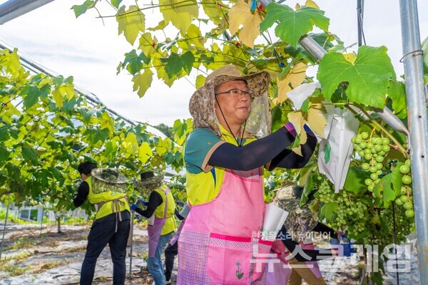 NH농협금융 사업전략부문 및 NH투자증권 글로벌사업본부 임직원들은 지난 25일 경기도 남양주 화도읍 소재 농가에서 일손돕기를 실시했다. 이기현 NH농협금융 사업전략부문 부사장이 포도 봉지 씌우기 작업을 하고 있다. NH농협금융 제공