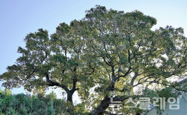 호미곶해안길이 끝날 무렵 작은 항구근처에서 만난 고목이 묵묵히 이 마을이 얼마나 오래되었는지 전하고 있었다. 사진=오근식 객원위원