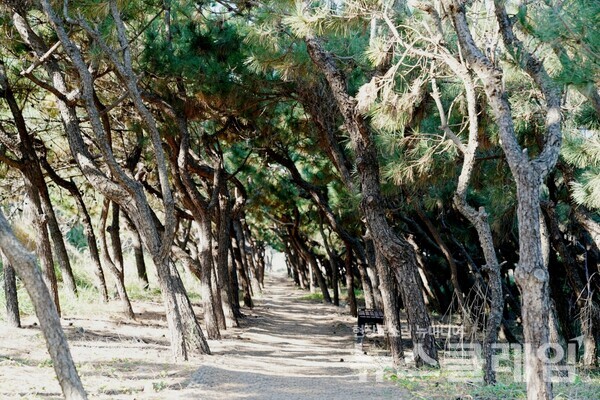 백사장 길이가 약 3km에 이르는 도구해수욕장엔 아직은 어린 모습의 소나무들이 서로 얽혀 영일만에서 불어오는 바람을 막아주고 있다. 사진=오근식 객원위원