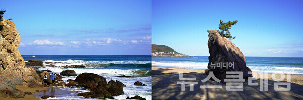 칠포해수욕장에서 바람에 밀려오는 거친 파도를 한 번 더 바라보고 칠포 마을 바닷가로 넘어가니 소나무를 기르고 있는 바위가 반겨준다. 전설 하나쯤 간직하고 있을 바위다. 사진=오근식 객원위원