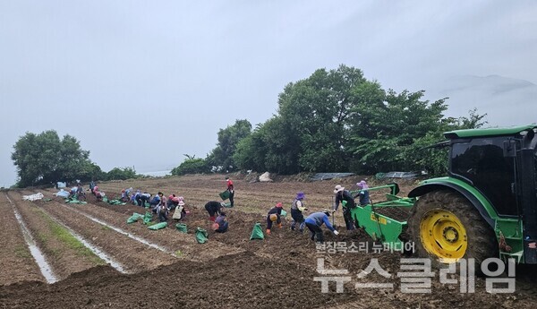 KGC인삼공사(대표이사 안빈)는 폭우로 피해를 입은 계약재배 농가를 위해 인삼 구매시기를 앞당겨 이번달초 긴급 구매를 진행했다고 14일 밝혔다. KGC인삼공사 제공