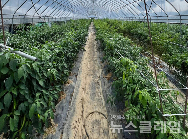 사진=김대식 객원위원