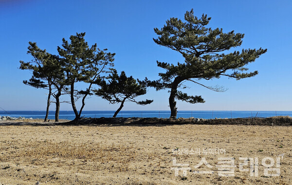 바닷가에 잘 정리된 밭이 보이고 그 가장자리에 소나무 몇 그루가 아직은 남아 방풍림의 흔적을 보여주고 있지만 오래지 않아 이 멋진 바다 풍경도 어느 숙박시설의 전유물이 될 듯하다. 사진=오근식 객원위원