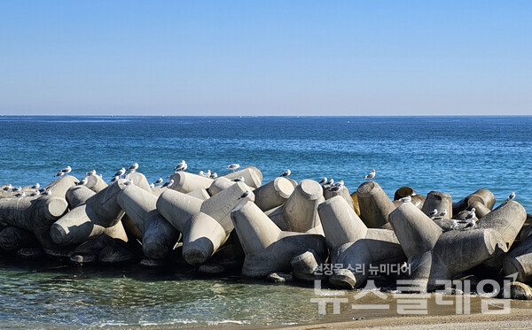 파도를 막기 위한 구조물 위엔 갈매기들이 해바라기를 하는 중이고 하늘과 바다는 끝없이 푸르기만 했다. 사진=오근식 객원위원