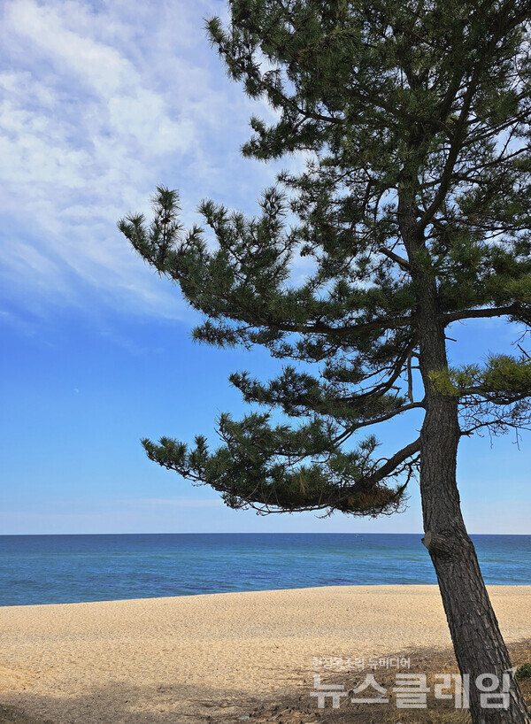 아직 코로나19가 물러가지 않은 때여서 인적이 돌아오지 않고 있는 거일리 바다를 소나무 한 그루가 홀로 지키고 있다. 사진=오근식 객원위원
