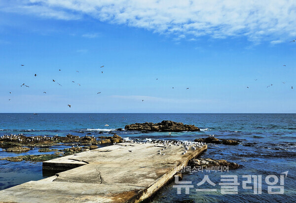 아마도 바위에 붙어 자라는 미역을 채취하기 위한 시설이지만 아직 미역 채취하기에는 이른 때여서 갈매기만 하릴 없이 날며 바다 풍경에 아름다움을 더해주고 있었다. 사진=오근식 객원위원