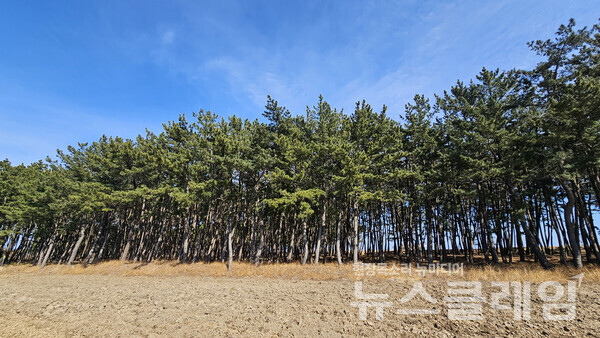 평해남대천을 건너 걷다가 만난 방풍림의 소나무들은 아직 어린 태를 벗지 못했지만 함께 어울리고 기대며 멋진 숲으로 자리잡고 있다. 사진=오근식 객원위원