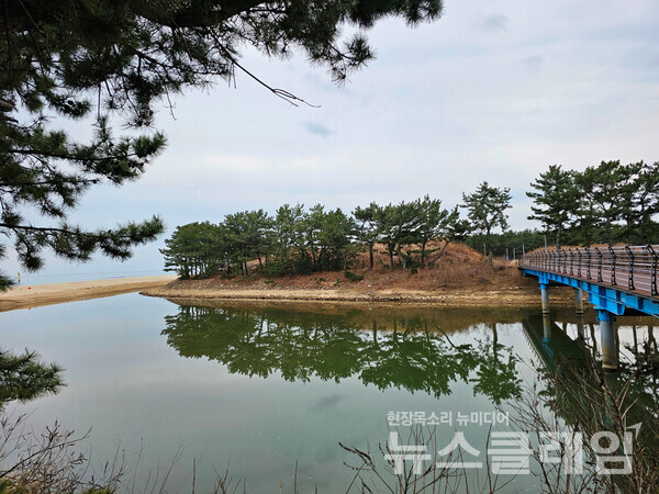 평해에는 남대천과 이 하천이 흘러내려오며 비교적 넓은 농지를 적신다. 아침의 강물이 거울처럼 고요해 솔숲 그림자가 깨끗했다. 사진=오근식 객원위원