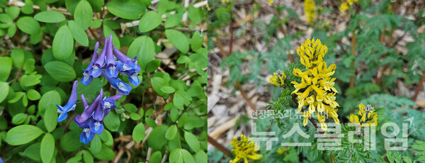 망양정 옛터에서 내려오는 길에 본 산괴불주머니꽃과 현호색꽃이 봄을 이야기하고 있었다. 사진=오근식 객원위원