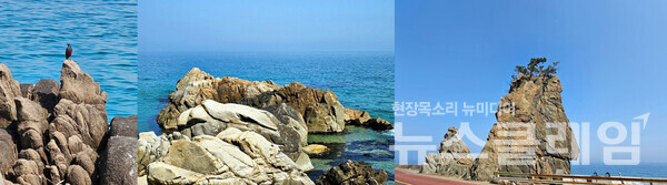 망양정 옛터를 벗어나 북쪽을 향해 걷다 보면 무심히 지나치기엔 많이 아쉬운 바위가 끝없이 나타난다. 바위들은 촛대가 되기도 하고, 새 한 마리를 얹거나, 물개가 되거나, 소나무를 키워 마치 불꽃이 흔들리는 듯한 모습을 만들거나 아니면 무리가 되어 춤을 추기도 한다. 사진=오근식 객원위원