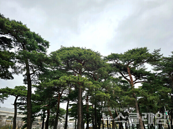왕피천을 건너 바다로 향하는 길엔 소나무 숲이 웅장하고, 바닷가에선 북으로 흘러온 왕피천과 남으로 흘러온 남대천이 동해를 만나고 있다. 사진=오근식 객원위원