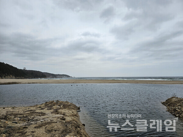 왕피천을 건너 바다로 향하는 길엔 소나무 숲이 웅장하고, 바닷가에선 북으로 흘러온 왕피천과 남으로 흘러온 남대천이 동해를 만나고 있다. 사진=오근식 객원위원